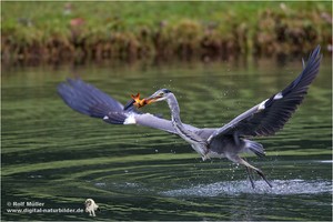 Graureiher mit Goldfisch