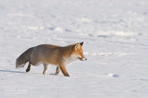 Winterfuchs