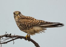 Turmfalke (Falco tinnunculus)