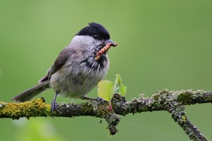 Sumpfmeise, Brutzeit