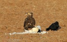 junger Adler mit Beute