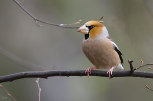 Finkenkönig