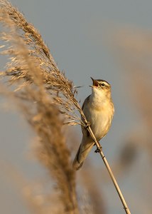 Schilfrohrsänger (Acrocephalus schoenobaenus)