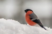 Gimpelmännchen im Schnee,