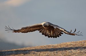 Steinadler / Aquila chrysaetos/