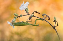 Mantis religiosa