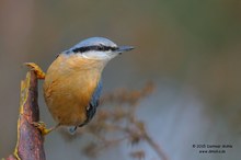 Kleiber (Sitta europaea)