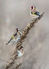 Distelfinken (Carduelis carduelis)