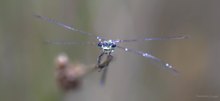 Hubschrauber