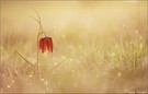 ~ fritillaria meleagris ~