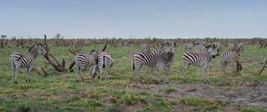 Steppenzebras im Savuti Game Reserve