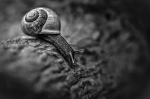 Weinbergschnecke