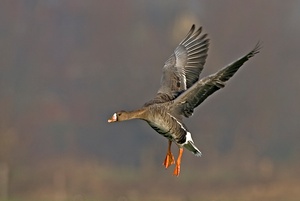 Die Gans ist gelandet - heute morgen