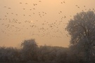 Wilggänse im Nebel