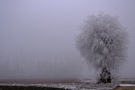 Schönheit im Nebel