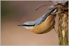 Kleiber (Sitta europaea)