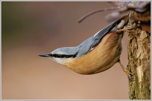 Kleiber (Sitta europaea)