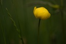 Trollblume