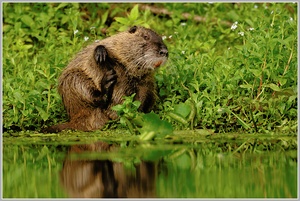 Nutria (Myocastor coypus)