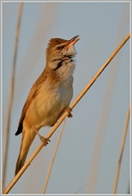 Drosselrohrsänger (Acrocephalus arundinaceus)