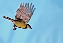 Kohlmeise (Parus major)