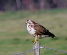 bussard