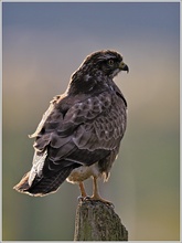 Bussard (wildlife)