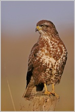 Bussard (wildlife (ND))