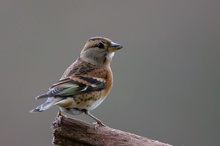 Bergfink (Fringilla montifringilla)