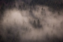 Nebelschwaden im Harz
