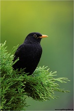 Amsel...