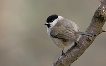 Weidenmeise im Laubwald