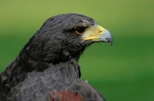 Harris Hawk