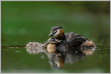 Haubentaucher (Podiceps cristatus)