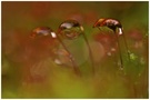 ~ Nach dem Regen ~