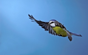 Blaumeise (Parus caeruleus)