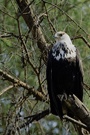 Schreiseeadler (African fish eagel)