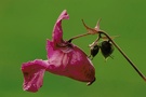 Blüte des Drüsigen Springkrauts