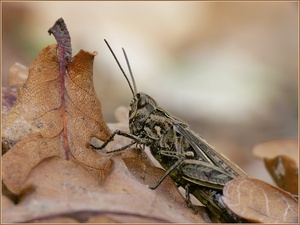 Hupfer im Blättermeer