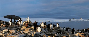 Adeliepinguine an der Hope Bay, Antarktis