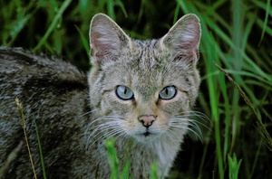 Wildkatze in freier Wildbahn (Nachschlag)