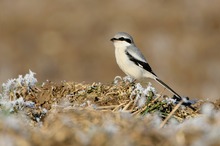 Nörlicher Raubwürger - Lanius excubitor