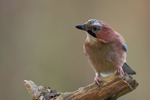 Eichelhäher (Garrulus glandarius)