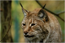 Luchs