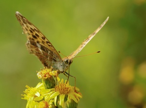 Kaiserlicher Tänzer
