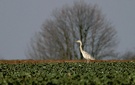 Graureiher (Ardea cinerea)Albino