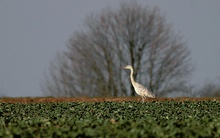 Graureiher (Ardea cinerea)Albino