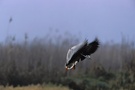 landende Streifengans (Anser indicus)