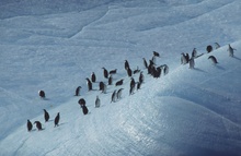 Zügelpinguine "on the rocks"