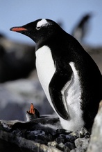 Eselspinguin mit Jungem am Nest